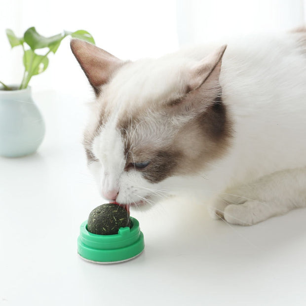 Traitement comestible de nettoyage des dents de chat